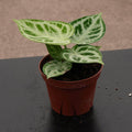 Gabriella Plants Anthurium 4" Anthurium 'Dorayaki'