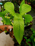 Gabriella Plants Anthurium 5" Anthurium draconopterum