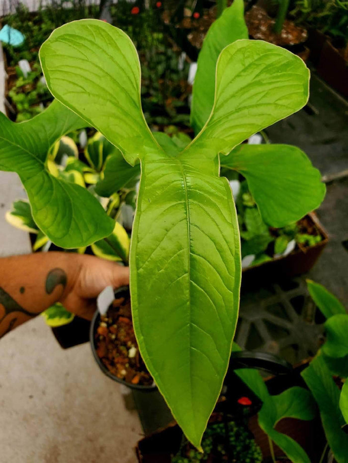 Gabriella Plants Anthurium 5" Anthurium draconopterum