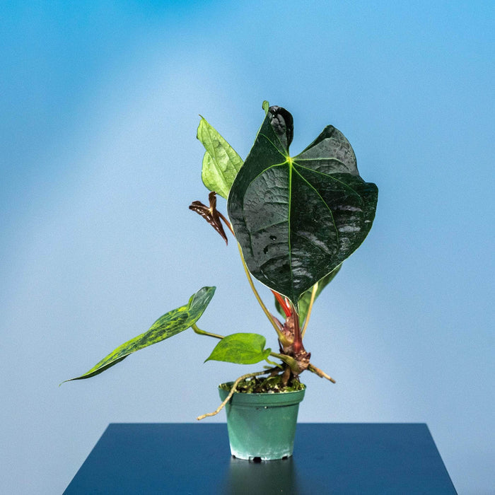 Gabriella Plants Anthurium 3" Anthurium Fairchild x luxurians