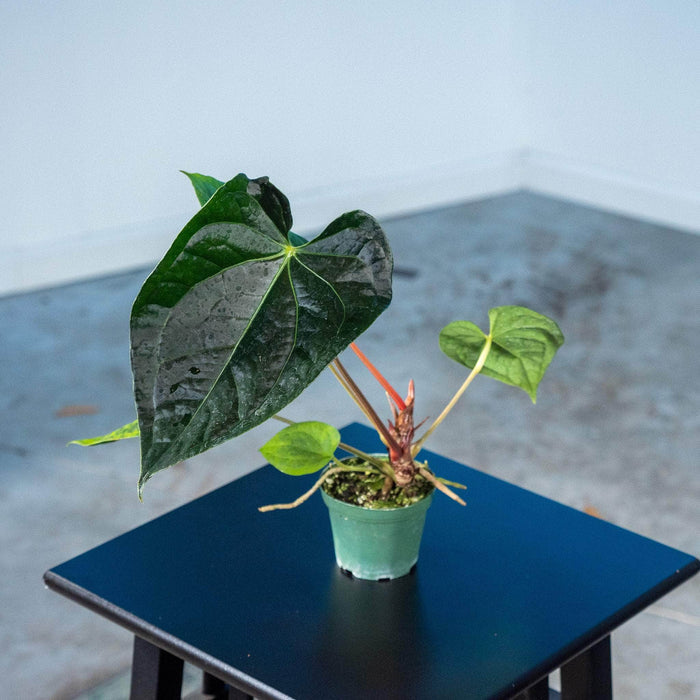 Gabriella Plants Anthurium 3" Anthurium Fairchild x luxurians