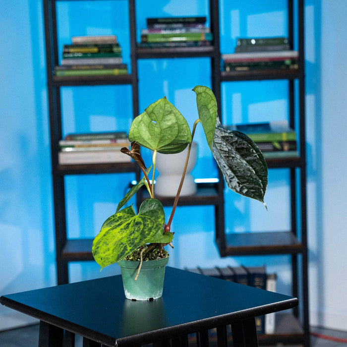 Gabriella Plants Anthurium 3" Anthurium Fairchild x luxurians
