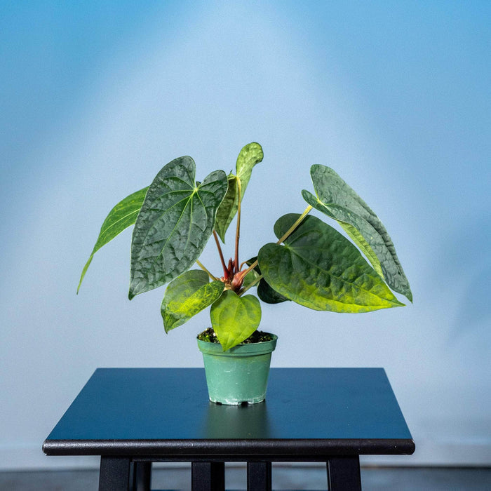 Gabriella Plants Anthurium 3" Anthurium Fairchild x luxurians