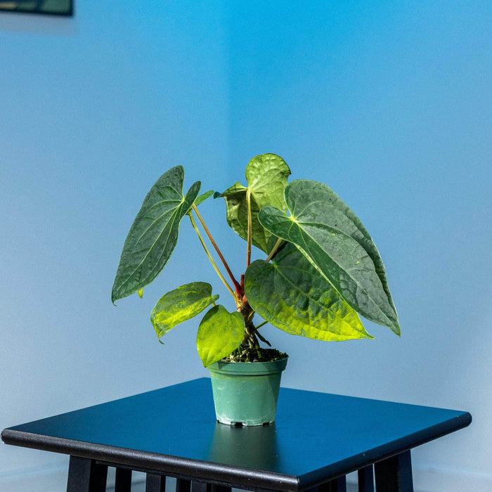Gabriella Plants Anthurium 3" Anthurium Fairchild x luxurians