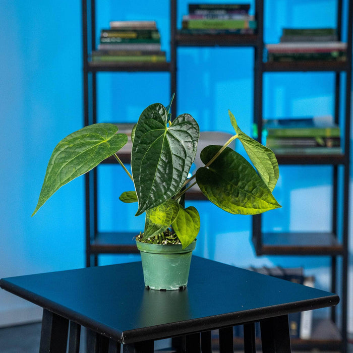 Gabriella Plants Anthurium 3" Anthurium Fairchild x luxurians