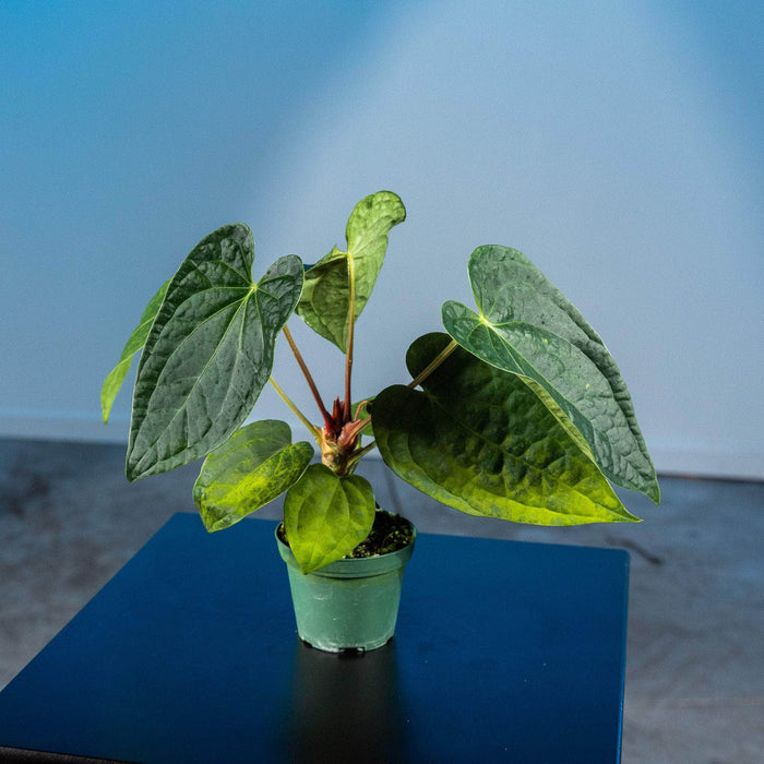 Gabriella Plants Anthurium 3" Anthurium Fairchild x luxurians
