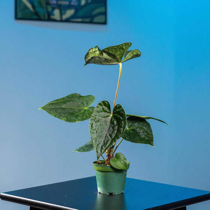 Gabriella Plants Anthurium 3" Anthurium Fairchild x luxurians
