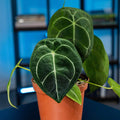 Gabriella Plants Anthurium 5" Anthurium forgetii 'White Stripes'