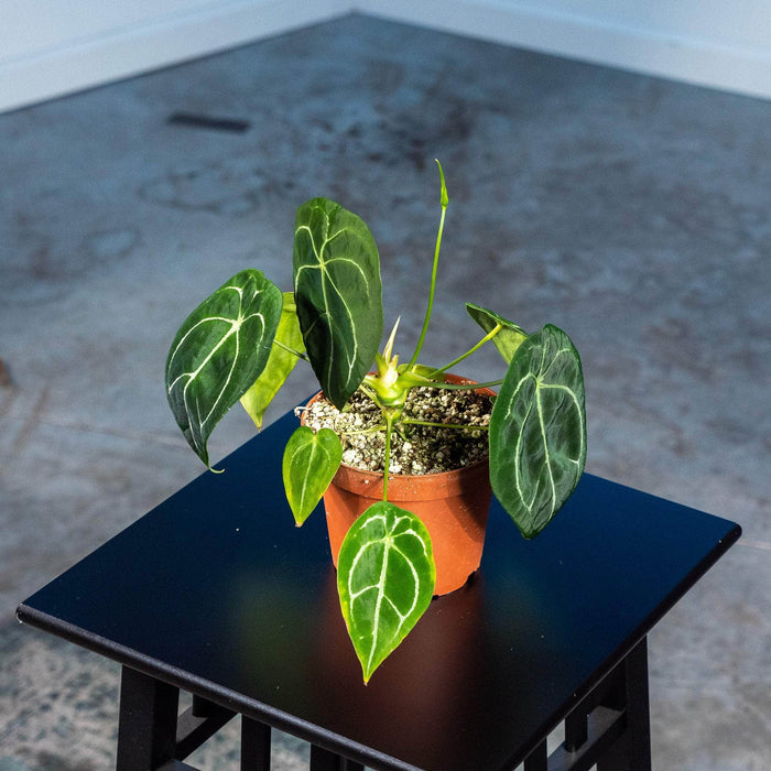 Gabriella Plants Anthurium 5" Anthurium forgetii 'White Stripes'