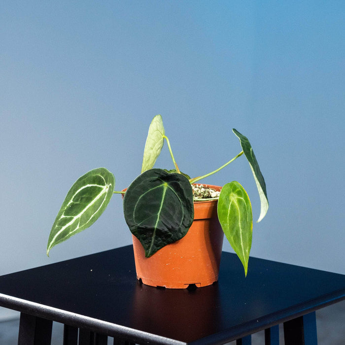 Gabriella Plants Anthurium 5" Anthurium forgetii 'White Stripes'