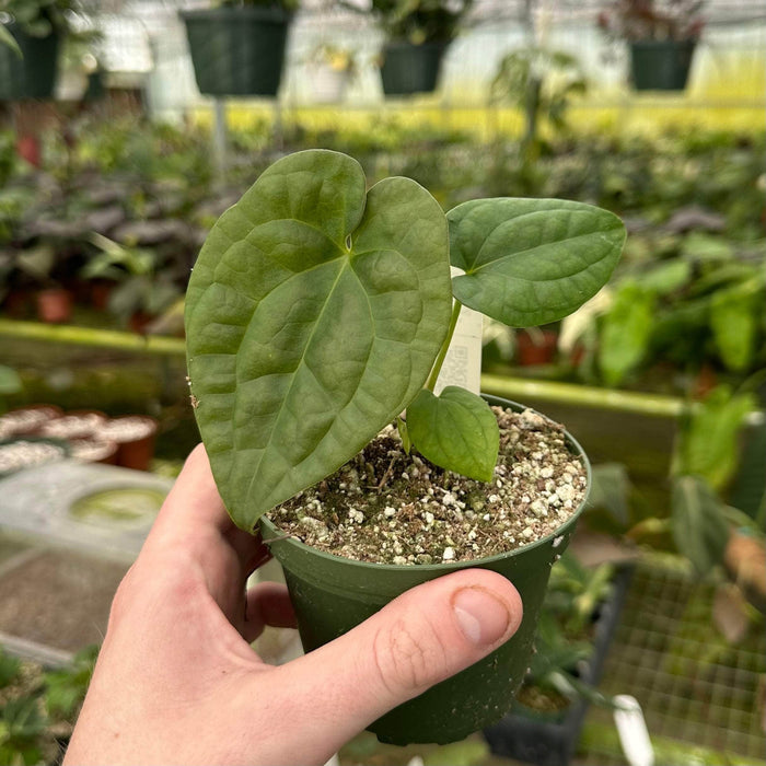 Gabriella Plants Anthurium 4" Anthurium (forgetii x ace of spades) x luxurians
