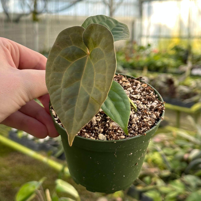 Gabriella Plants Anthurium 4" Anthurium (forgetii x ace of spades) x luxurians