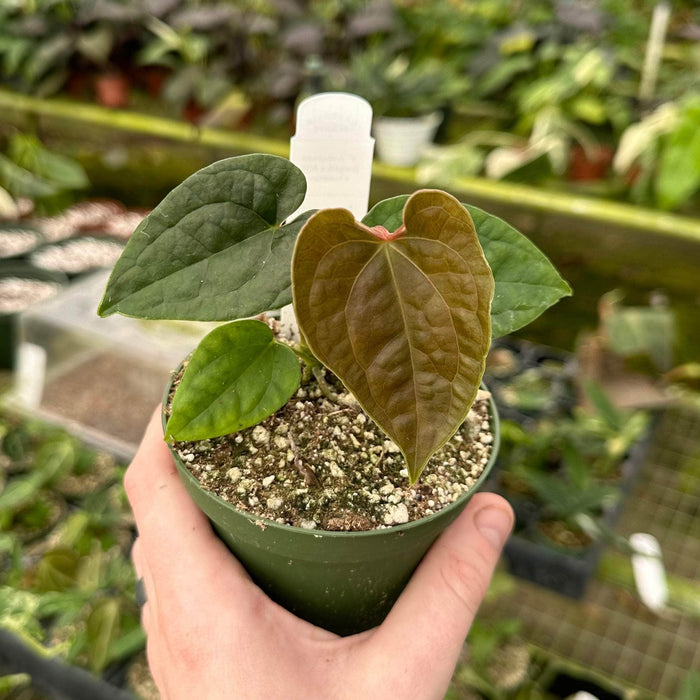 Gabriella Plants Anthurium 4" Anthurium (forgetii x ace of spades) x luxurians