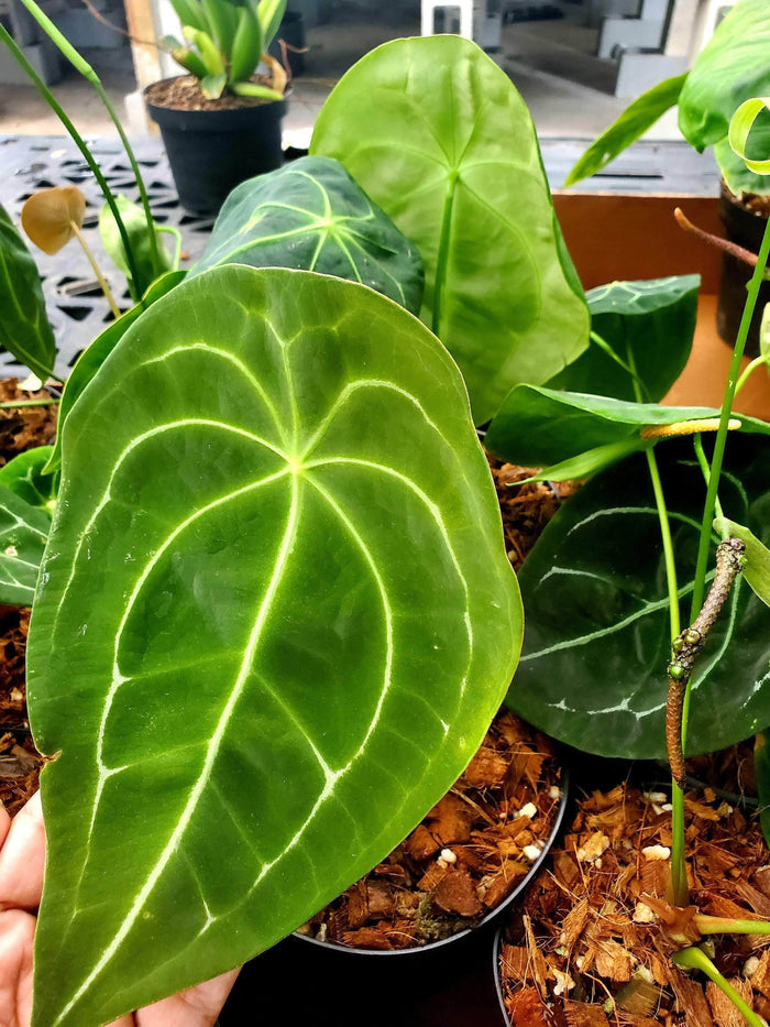 Gabriella Plants 5" Anthurium forgetii