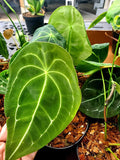 Gabriella Plants 5" Anthurium forgetii