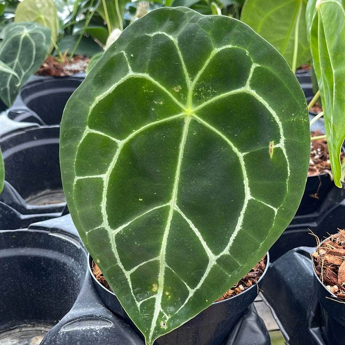 Gabriella Plants Anthurium 5" Anthurium forgetii