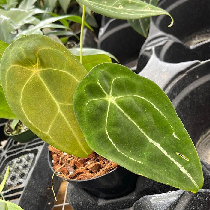Gabriella Plants Anthurium 5" Anthurium forgetii