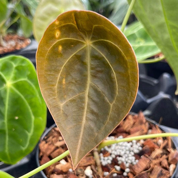 Gabriella Plants Anthurium 5" Anthurium forgetii