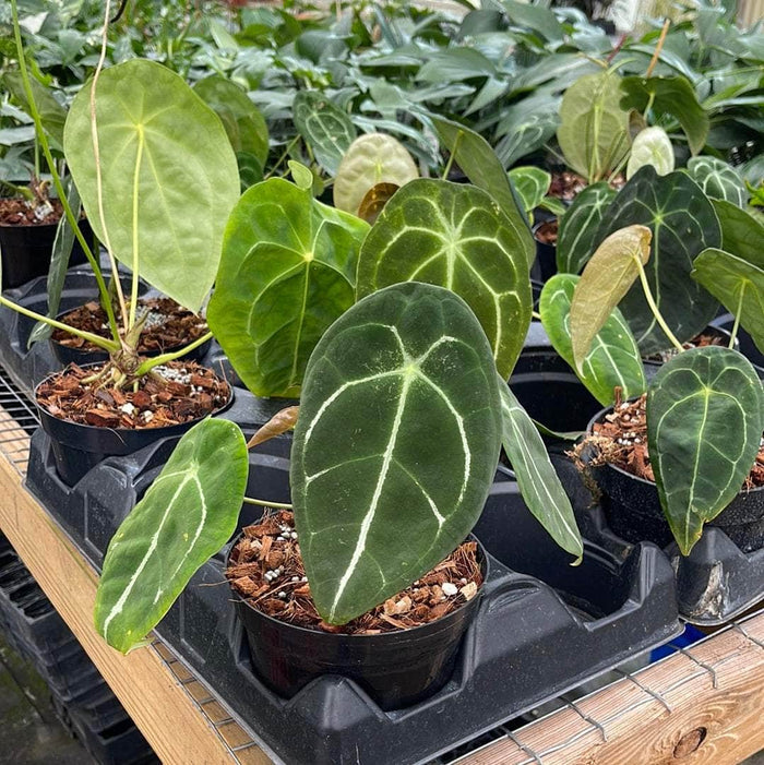 Gabriella Plants Anthurium 5" Anthurium forgetii