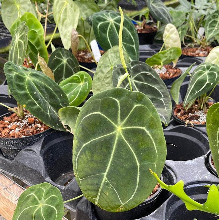 Gabriella Plants Anthurium 5" Anthurium forgetii