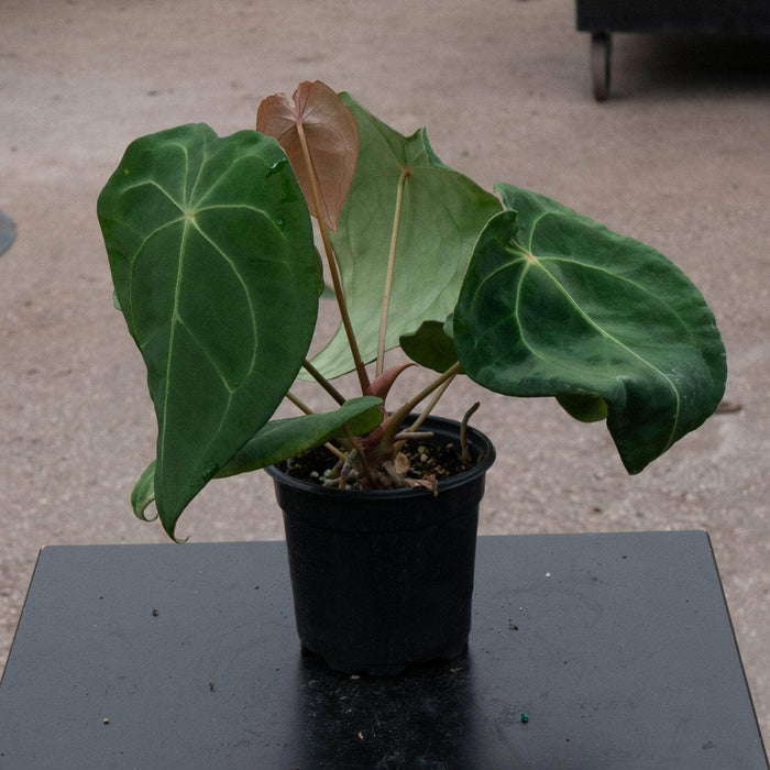 Gabriella Plants Anthurium 4" Anthurium forgetii