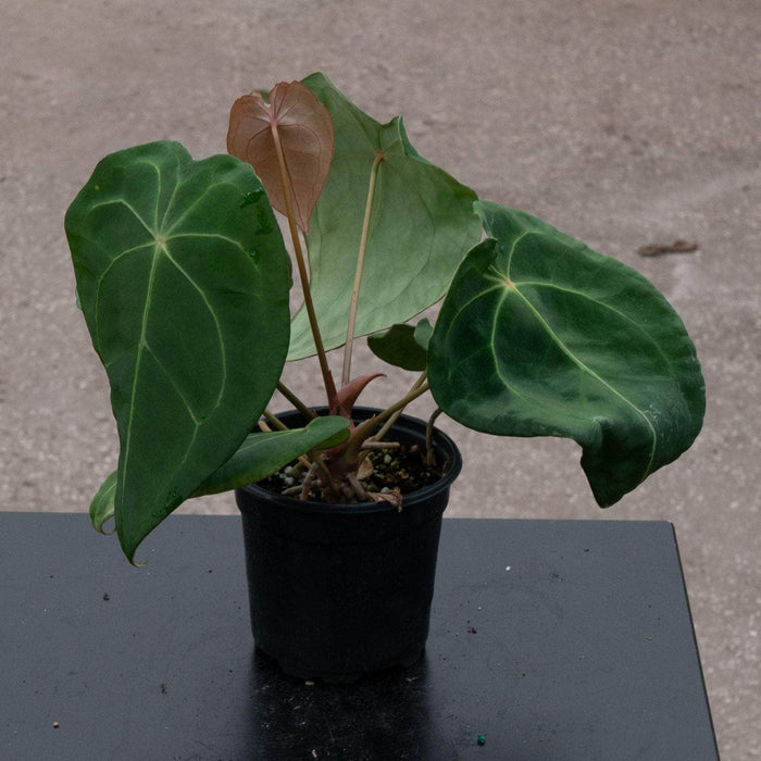 Gabriella Plants Anthurium Anthurium forgetii