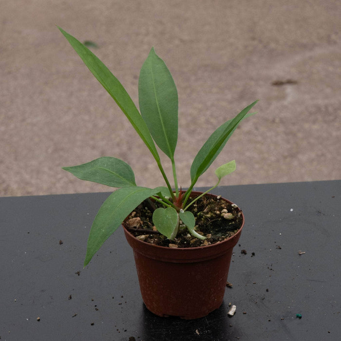 Gabriella Plants Anthurium 3" Anthurium gracile