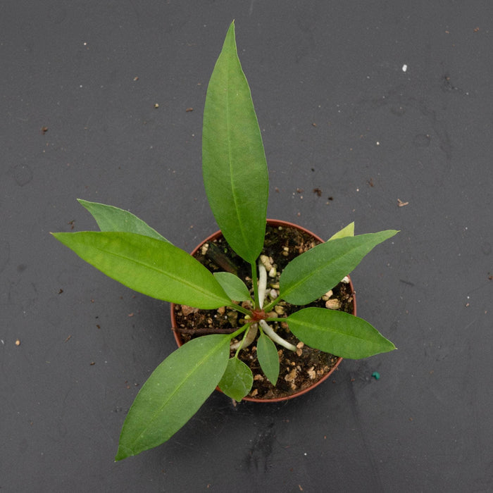 Gabriella Plants Anthurium Anthurium gracile