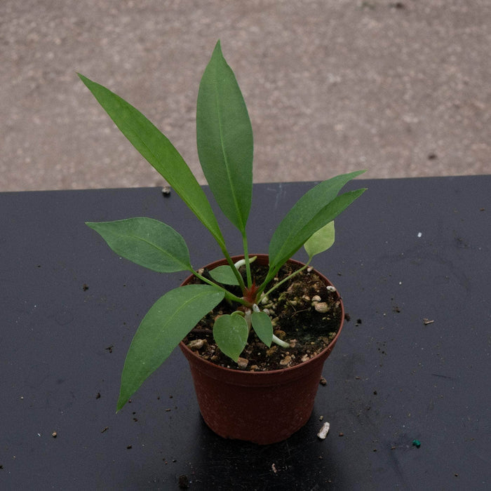 Gabriella Plants Anthurium Anthurium gracile