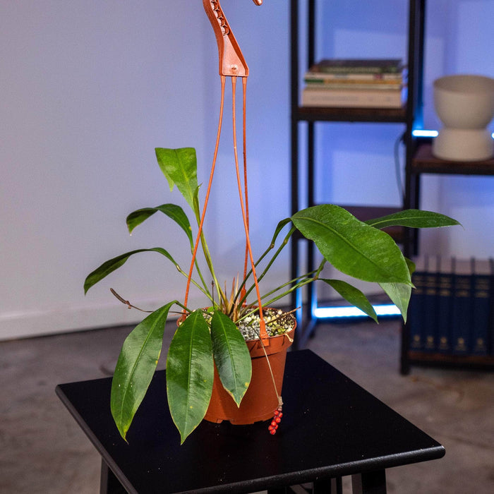 Gabriella Plants Anthurium Anthurium gracile