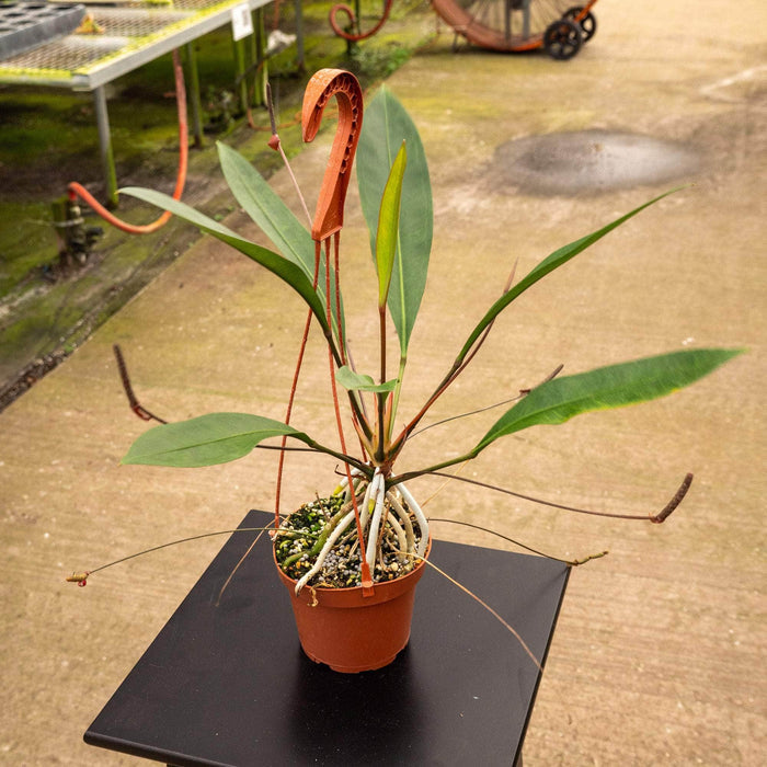 Gabriella Plants Anthurium Anthurium gracile