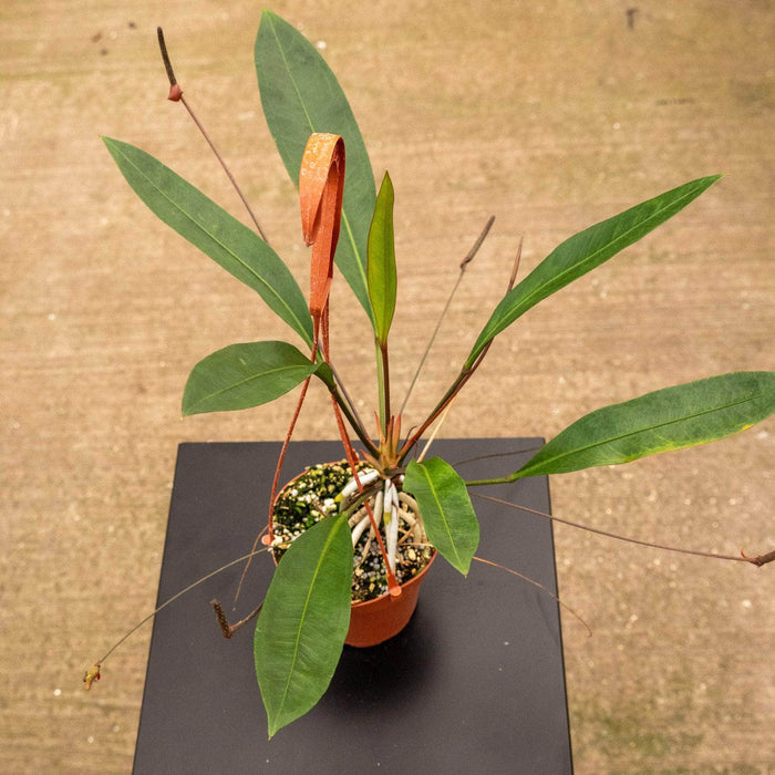 Gabriella Plants Anthurium 5" Hanging Basket Anthurium gracile