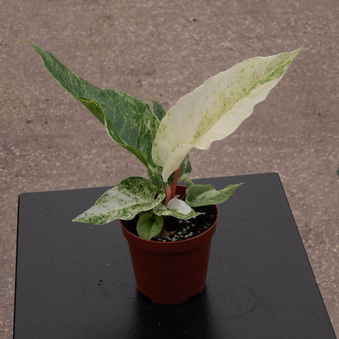 Gabriella Plants Anthurium 4" Anthurium hookeri 'Variegated'