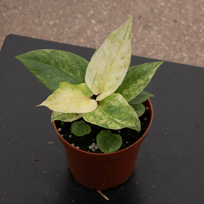 Gabriella Plants Anthurium 4" Anthurium hookeri 'Variegated'