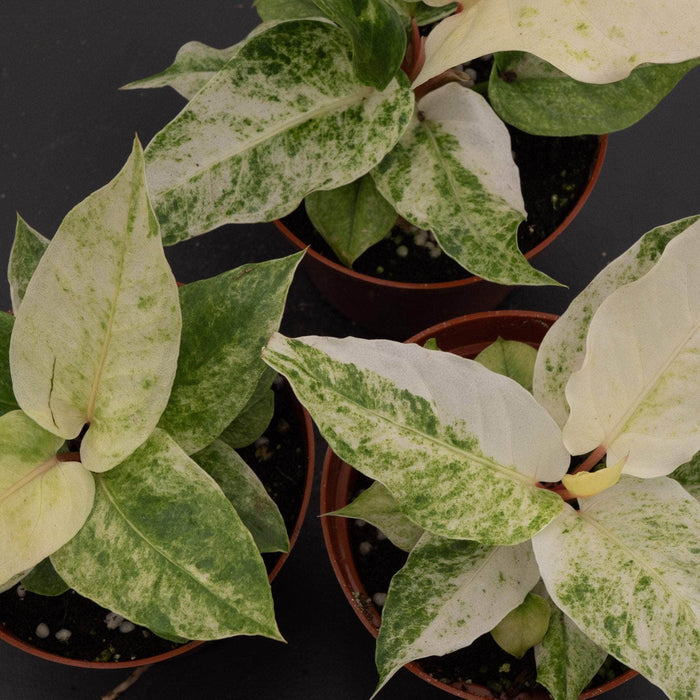 Gabriella Plants Anthurium 4" Anthurium hookeri 'Variegated'