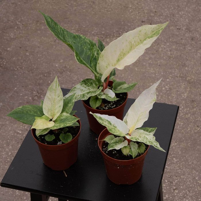 Gabriella Plants Anthurium 4" Anthurium hookeri 'Variegated'
