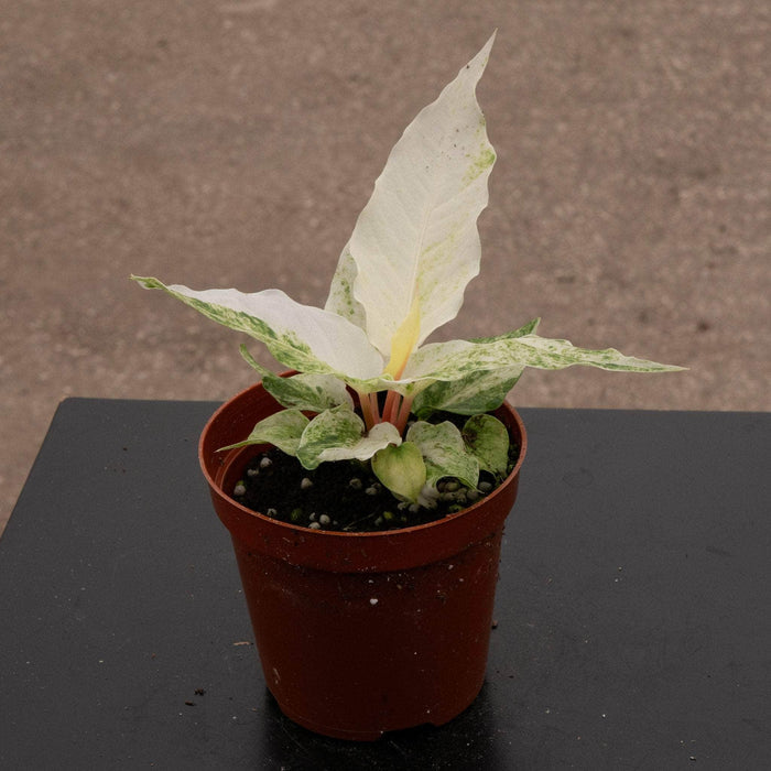 Gabriella Plants Anthurium 4" Anthurium hookeri 'Variegated'
