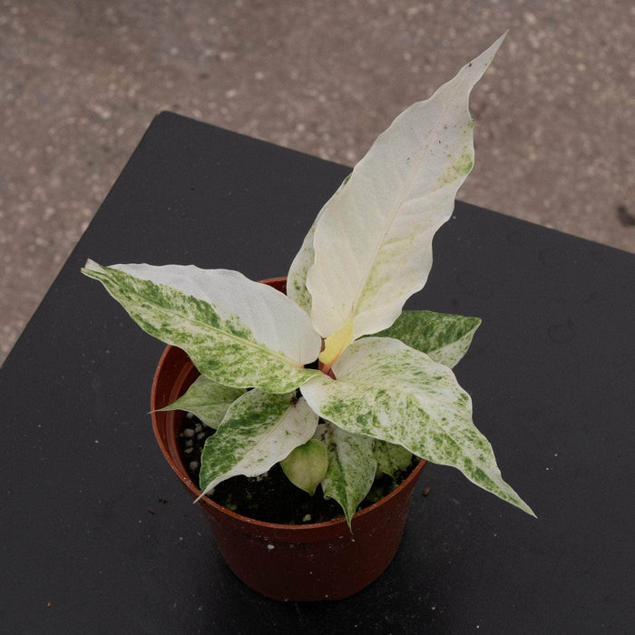 Gabriella Plants Anthurium 4" Anthurium hookeri 'Variegated'