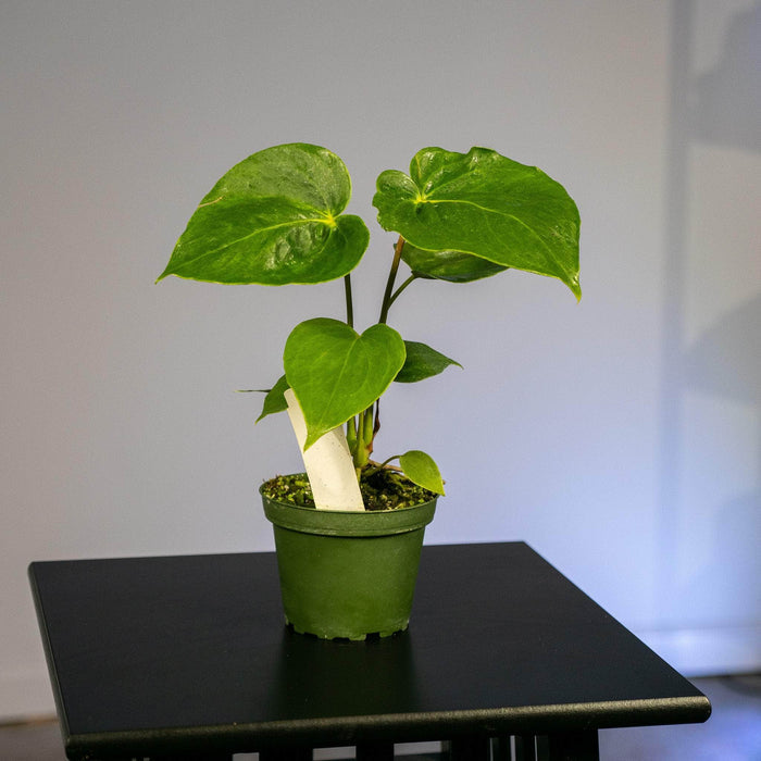Gabriella Plants Anthurium 4" Anthurium 'Oaxaca'