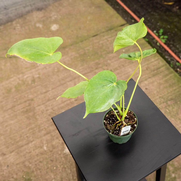 Gabriella Plants Anthurium 4" Anthurium 'Oaxaca'