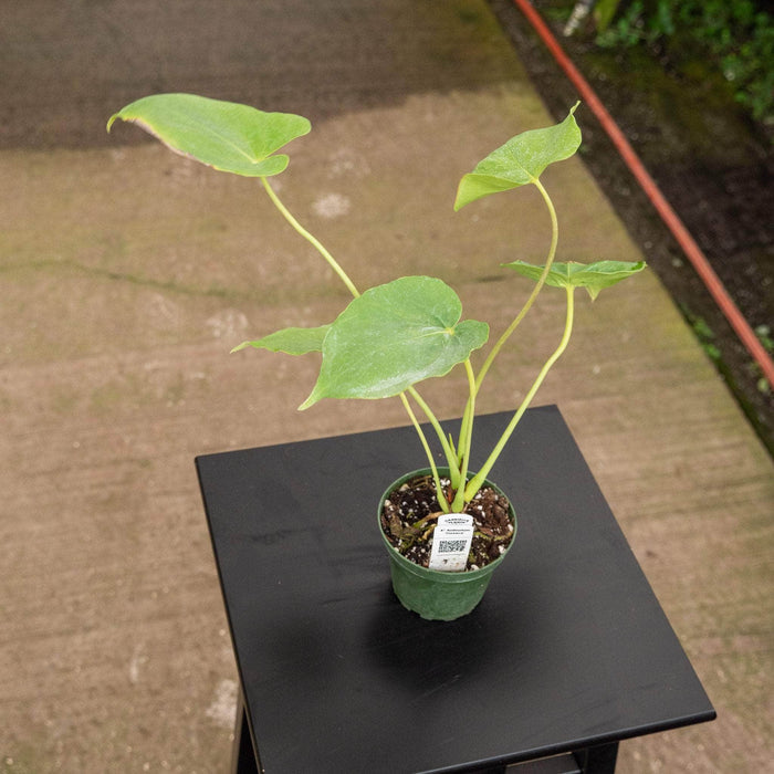 Gabriella Plants Anthurium 4" Anthurium 'Oaxaca'