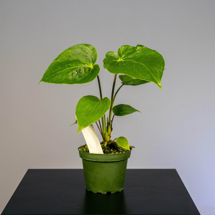 Gabriella Plants Anthurium 4" Anthurium 'Oaxaca'