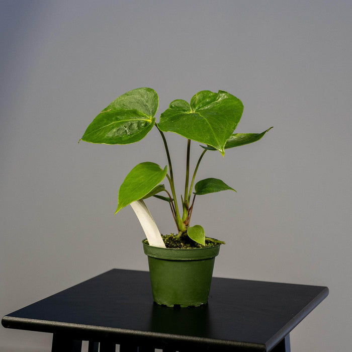 Gabriella Plants Anthurium 4" Anthurium 'Oaxaca'