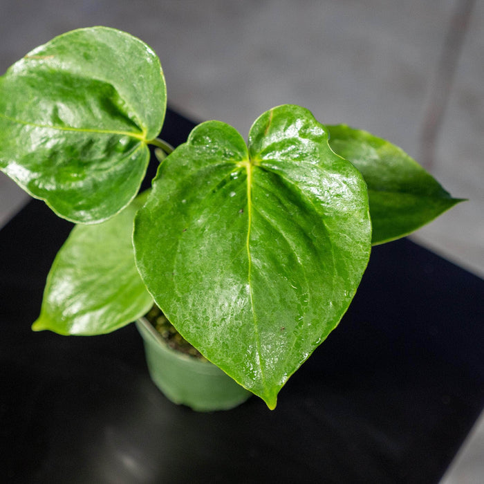Gabriella Plants Anthurium 4" Anthurium 'Oaxaca'