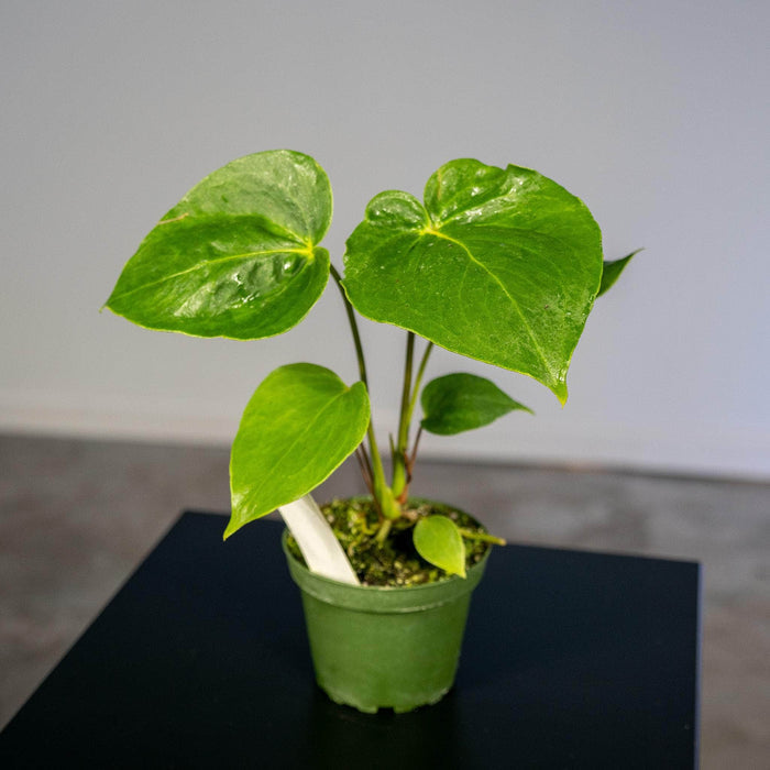 Gabriella Plants Anthurium 4" Anthurium 'Oaxaca'