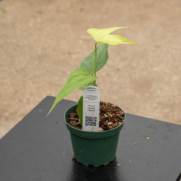 Gabriella Plants Anthurium 4" Anthurium pedatoradiatum "Fingers"