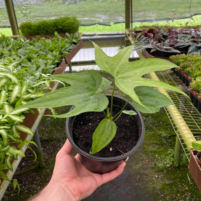 Gabriella Plants Anthurium 6" Anthurium pedatoradiatum "Fingers"