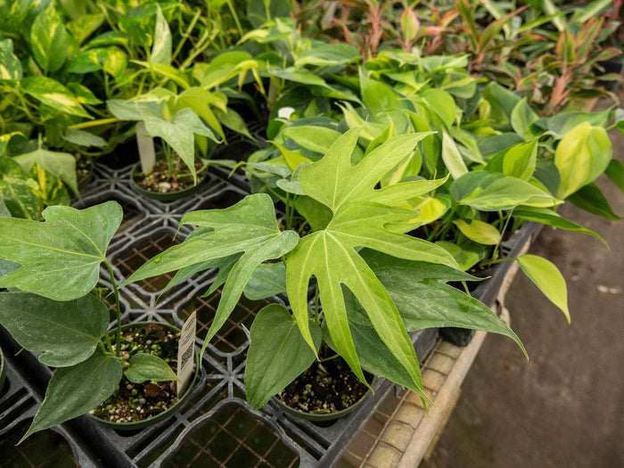 Gabriella Plants Anthurium Anthurium pedatoradiatum "Fingers"