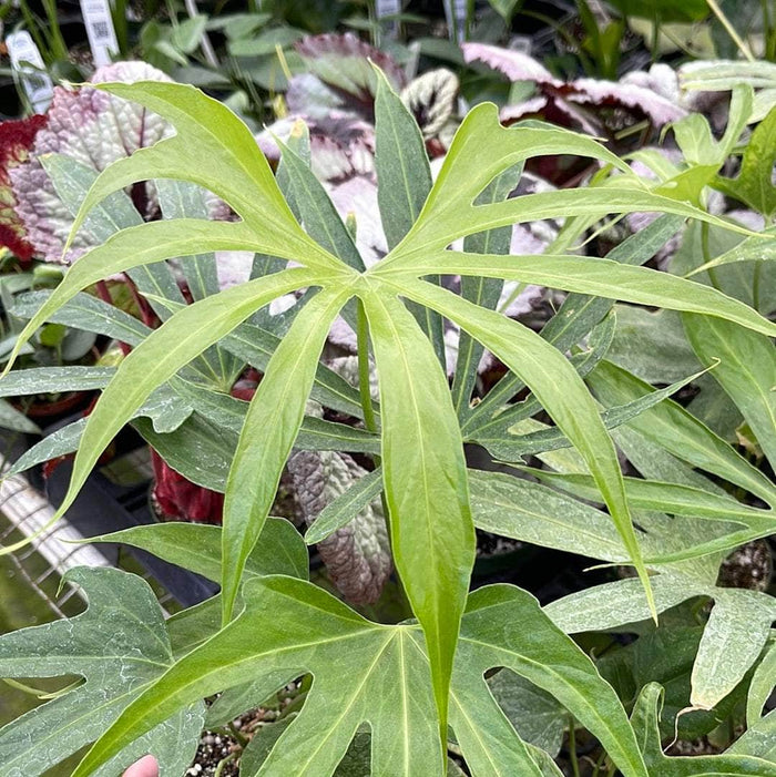 Gabriella Plants Anthurium 4" Anthurium pedatoradiatum "Fingers"