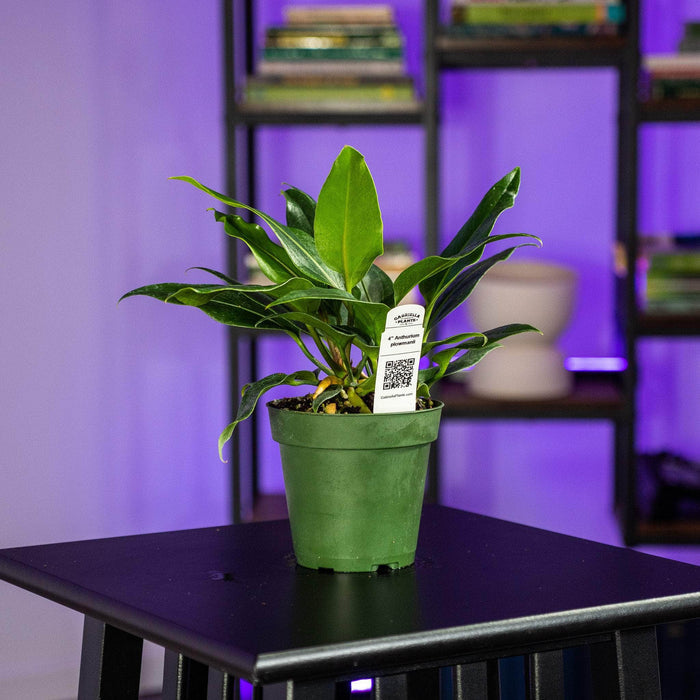 Gabriella Plants Anthurium 4" Anthurium plowmanii